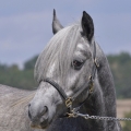 Fell pony | fotografie