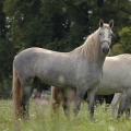 Starokladrubský kůň | fotografie