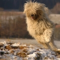 Komondor - maďarský ovčák | fotografie