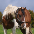 American Paint Horse | fotografie
