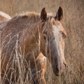 Appaloosa | fotografie