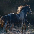 Irish Crossbred | fotografie