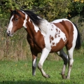 American Paint Horse | fotografie