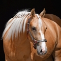 American Quarter Horse | fotografie