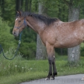 appaloosa | fotografie