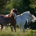 Welsh mountain pony | fotografie