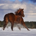 American Quarter Horse | fotografie