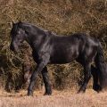 Fríský kůň | fotografie
