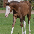 American Paint Horse | fotografie