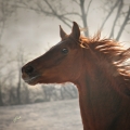 Arabský plnokrevník | fotografie