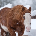 Paint horse hřebec Dominican Diamond | fotografie