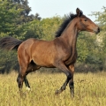 Westfálský kůň | fotografie