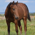 American Quarter Horse | fotografie