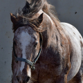 Appaloosa | fotografie