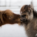 Shetland pony | fotografie