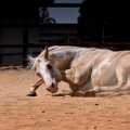 American Paint Horse | fotografie