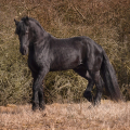 Fríský kůň | fotografie