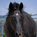 American Quarter Horse | fotografie