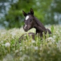 American Quarter Horse | fotografie