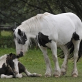 Irish cob | fotografie
