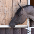 American Quarter Horse | fotografie