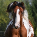 American Paint Horse | fotografie