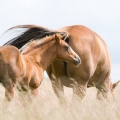 Appaloosa | fotografie