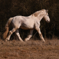 Irish cob crossbred | fotografie