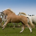 Welsh mountain pony | fotografie