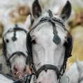 Starokladrubský kůň | fotografie