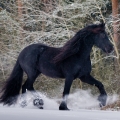 Fríský kůň | fotografie