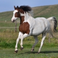 American Paint Horse | fotografie
