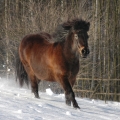 Pony | fotografie