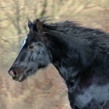 Welsh Cob | fotografie