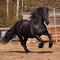 Fríský kůň | fotografie