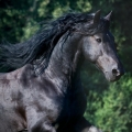 Fríský kůň | fotografie