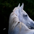 Hannoverský kůň | fotografie