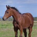American Quarter Horse | fotografie