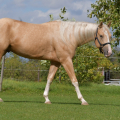 American Quarter Horse | fotografie