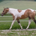 American Paint Horse | fotografie