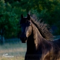 Fríský kůň | fotografie