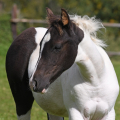 American Paint Horse | fotografie