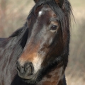 Welsh Cob | fotografie