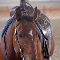 American Quarter Horse | fotografie