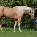 American Quarter Horse | fotografie