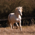 Irish cob crossbred | fotografie