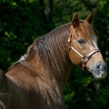Appaloosa | fotografie