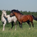 Welsh mountain pony | fotografie