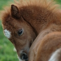 Shetland pony | fotografie