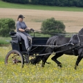 Fríský kůň | fotografie